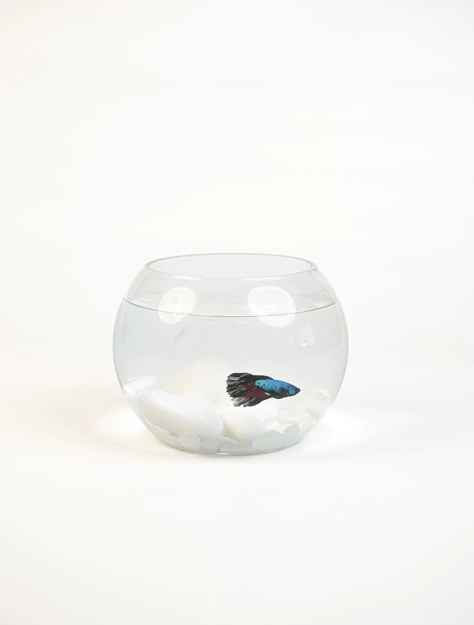 Fish Essentials